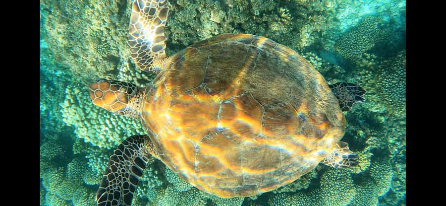 Daymaniyat Island: Snorkelling Tour with Tasty Lunch - The snack break: why it’s timed the way it is