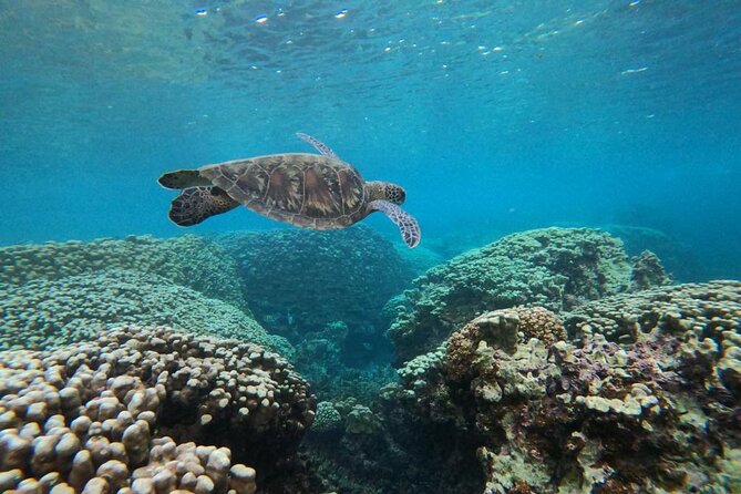 Daymaniyat Islands Snorkeling Sharing Trip - Al Mouj Marina Check-In at 8:00 am
