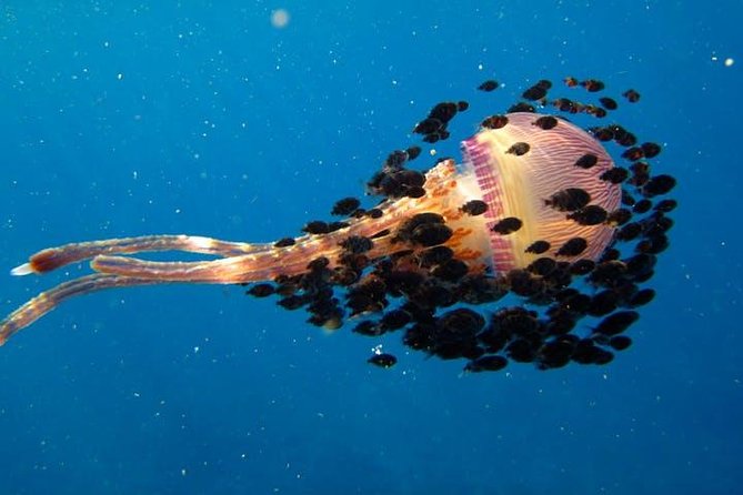 Deluxe Morning Snorkeling Adventure - Dolphin, Turtle, and Whale Chances: How Much Wild Life Can You Expect?