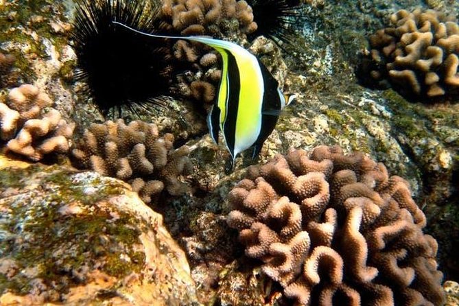 Deluxe Morning Snorkeling Adventure - Small-Group Max 14: The Real Difference You’ll Feel