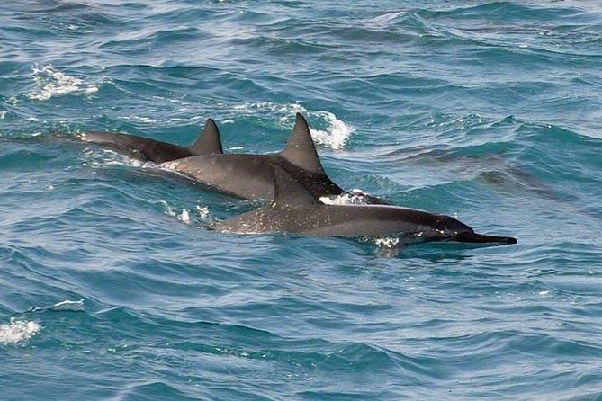 Deluxe Snorkel & Dolphin Watch Aboard a Luxury Catamaran from Kailua-Kona - Breakfast, lunch, and the cash-bar choices that affect value