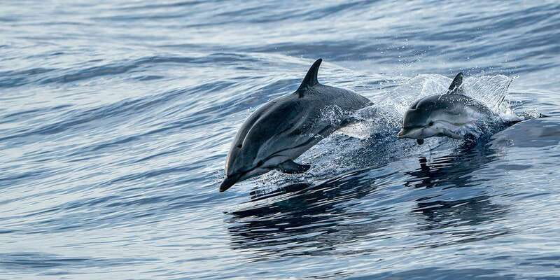 Destin: Snorkeling Cruise with 2 Stops and Dolphin Watching - What to bring (and what not to bring)