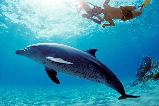 Dolphin House Snorkeling,Water Sports, Lunch & Transfer- Hurghada - Key highlights at a glance