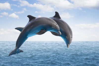 Dolphin House Snorkeling,Water Sports, Lunch & Transfer- Hurghada - Dolphin House snorkeling: what guided stops actually do for you