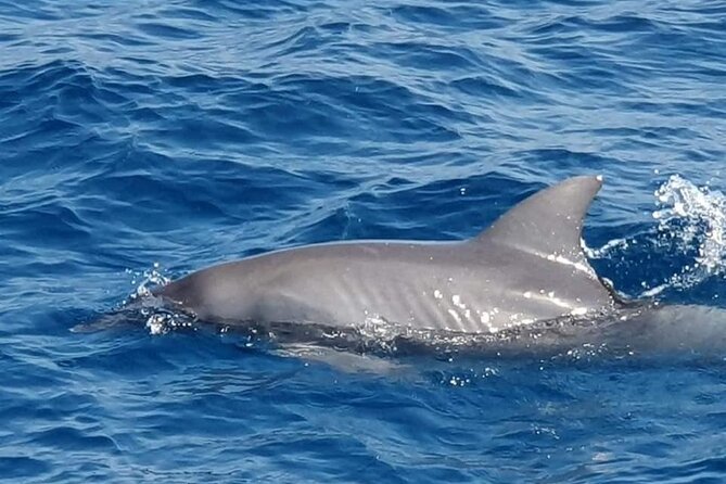 Dolphin House Snorkeling,Water Sports, Lunch & Transfer- Hurghada - Speed-boat water sports: the fun break between swims