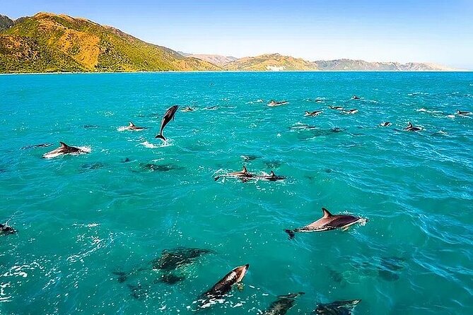 Dolphin, Sea Cave & Captain Cook Snorkel Combo in Kealakekua Bay - Key things you should notice before you book