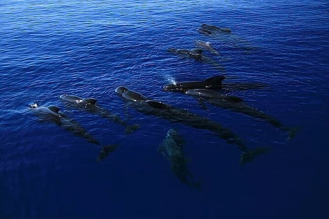 Dolphin, Sea Cave & Captain Cook Snorkel Combo in Kealakekua Bay - Dolphins and whales: thrilling when they show up, not something to gamble on