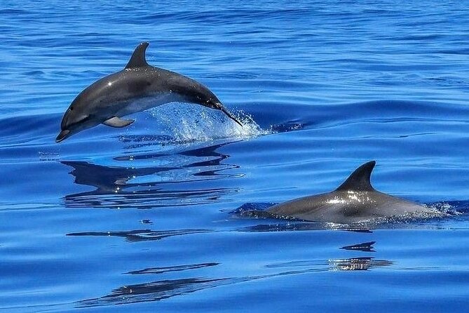 Dolphin Shelling Snorkeling Cruise in Tampa - Key points to know before you go