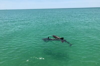 Dolphin Shelling Snorkeling Cruise in Tampa - Shell Key Preserve: why this stop is worth the time