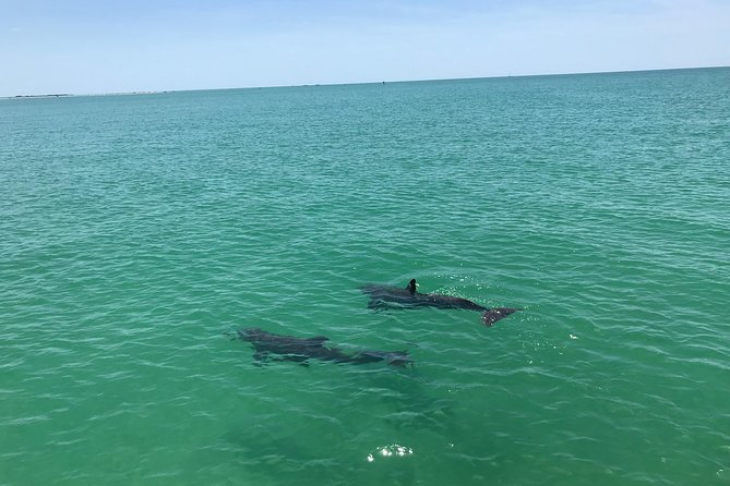 Dolphin Shelling Snorkeling Cruise in Tampa - The boat experience: gear, coolers, and the small-group feel