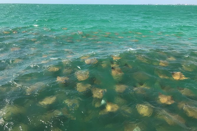 Dolphin Shelling Snorkeling Cruise in Tampa - Value for about $66.57: what you’re really paying for