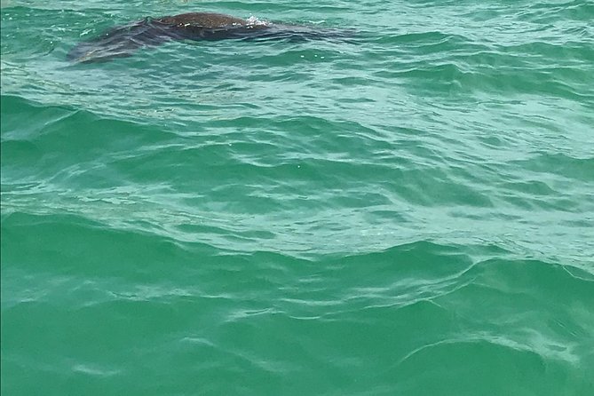 Dolphin Shelling Snorkeling Cruise in Tampa - Who this cruise suits best (and who should rethink it)