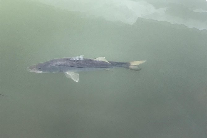 Dolphin Shelling Snorkeling Cruise in Tampa - How to get the best day possible