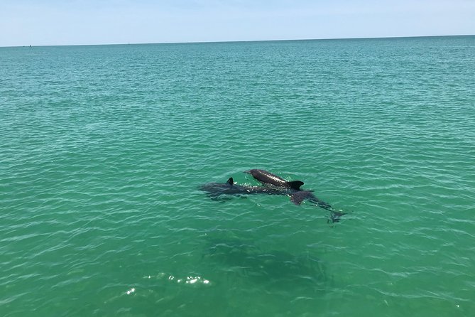 Dolphin Shelling Snorkeling Cruise in Tampa - Shell Key Preserve: why this stop is worth the time