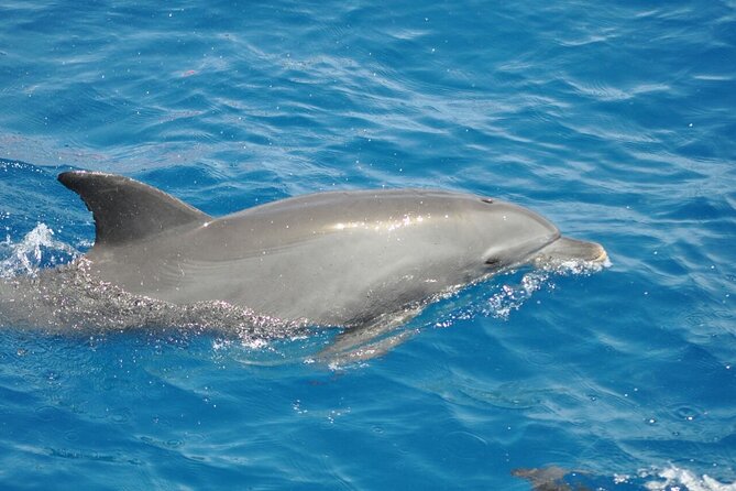 Dolphin tour & banana boat fun with snorkeling from Hurghada - Lunch on the Water and the Crew Energy