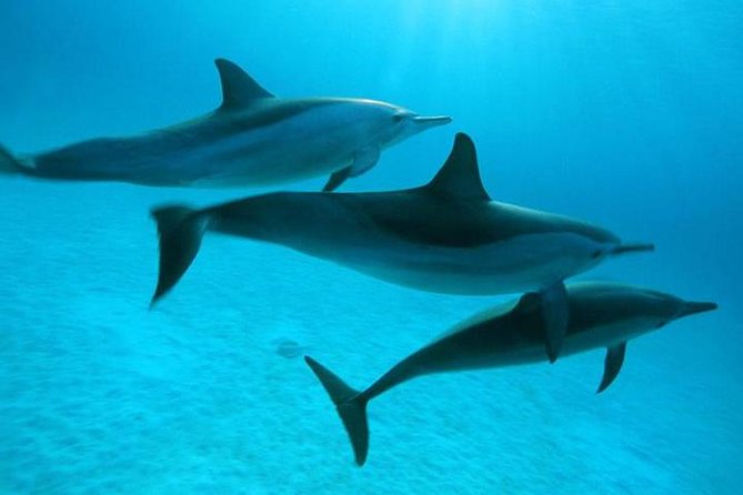 Dolphin tour & banana boat fun with snorkeling from Hurghada - Who This Hurghada Dolphin + Snorkel Tour Fits Best