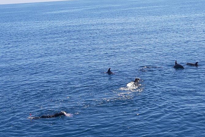 Dolphin tour & banana boat fun with snorkeling from Hurghada - Should You Book This Dolphin Tour in Hurghada?