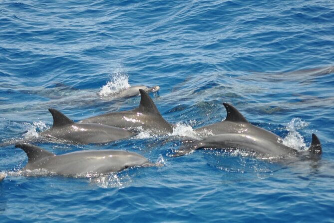 Dolphin tour & banana boat fun with snorkeling from Hurghada - Reef-Hopping Snorkeling: How 2–3 Stops Changes Your Chances