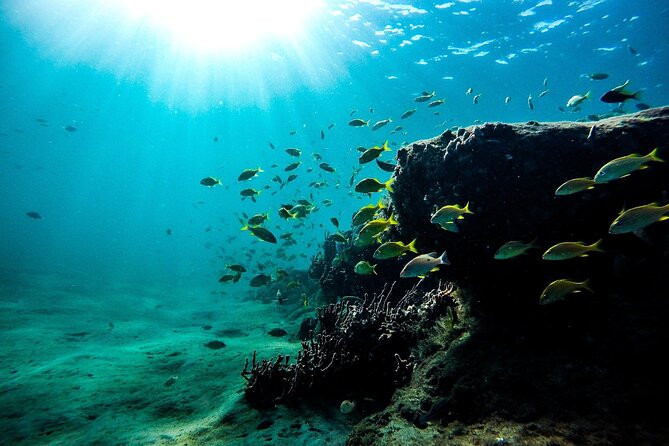 Dolphin Watching and Snorkeling Adventure in Key West - The 3.5-Hour Flow: What Happens When