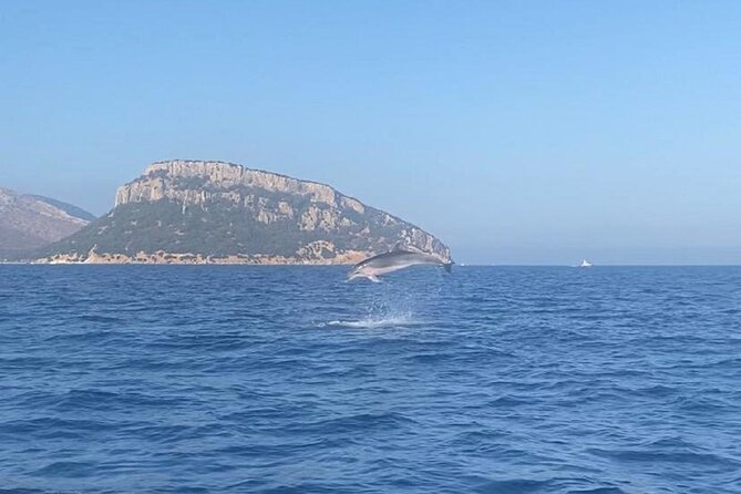 Dolphin Watching and Snorkeling in Figarolo in Sardinia - Key highlights you will feel fast