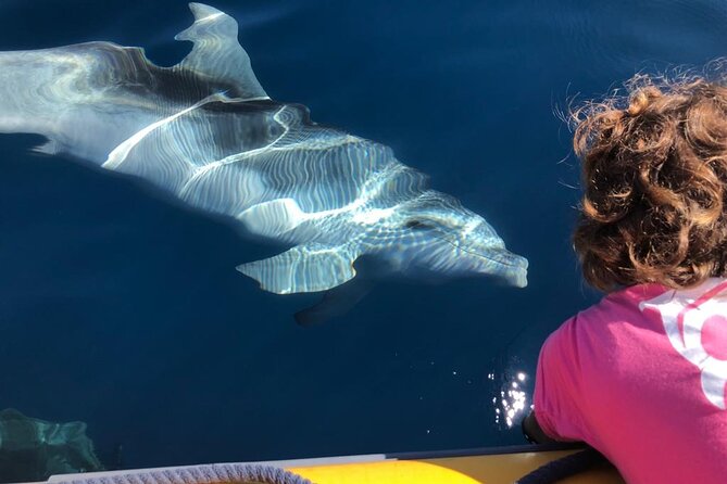 Dolphin Watching and Snorkeling in Figarolo in Sardinia - Figarolo Island: the scenic water-and-wildlife perspective