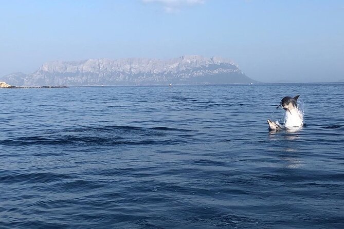 Dolphin Watching and Snorkeling in Figarolo in Sardinia - The guides and the eco-sustainable approach: how education changes the mood