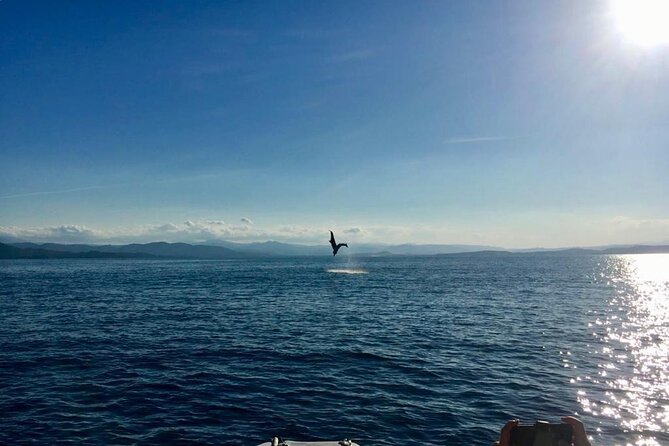 Dolphin Watching and Snorkeling in Figarolo in Sardinia - Price value: why $84.69 can feel fair for a short small-group sea outing