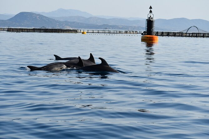 Dolphin Watching and Snorkeling in Figarolo in Sardinia - The meeting point at Golfo Aranci and how the 3.5 hours actually flow