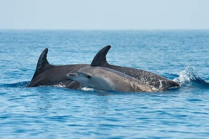 Dolphin Watching Tour with Snorkeling from Olbia - Key points at a glance