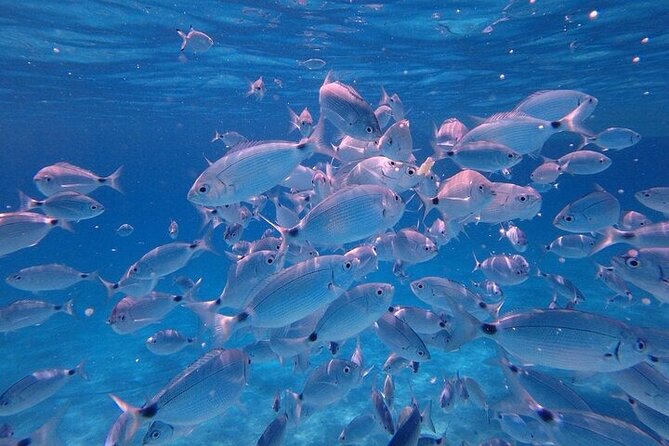 Dolphin Watching Tour with Snorkeling from Olbia - Capo Figari: caves, cliffs, and an aperitif break at the sea’s edge