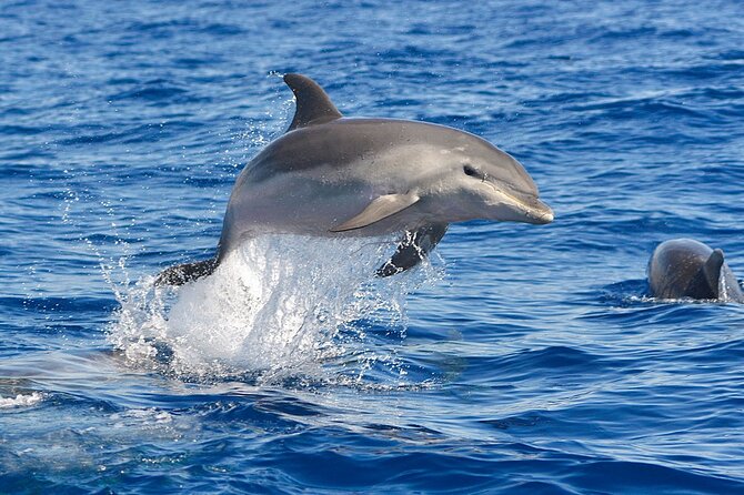 Dolphin Watching Tour with Snorkeling from Olbia - Figarolo Beach and the turquoise swim zone near Figarolo Island