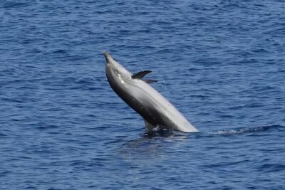 Dolphin Watching Tour with Snorkeling from Olbia - Spiaggia di Cala Moresca: the dolphin search and snorkel time that counts