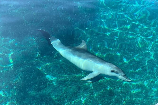 Dolphin Watching Tour with Snorkeling from Olbia - Snacks, drinks, and the Sardinia factor you actually feel