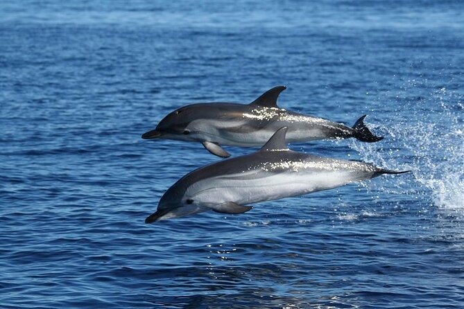 Dolphin Watching Tour with Snorkeling from Olbia - Weather, sea conditions, and how the day can change