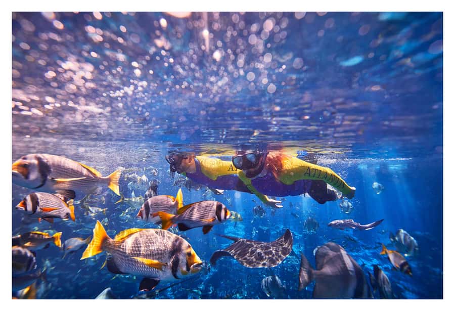 Dubai: The Lost Chambers Aquarium Snorkeling Experience - Key highlights you should know