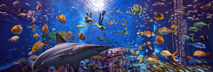 Dubai: The Lost Chambers Aquarium Snorkeling Experience - Entering The Lost Chambers: what the Ambassador Lagoon experience is really like