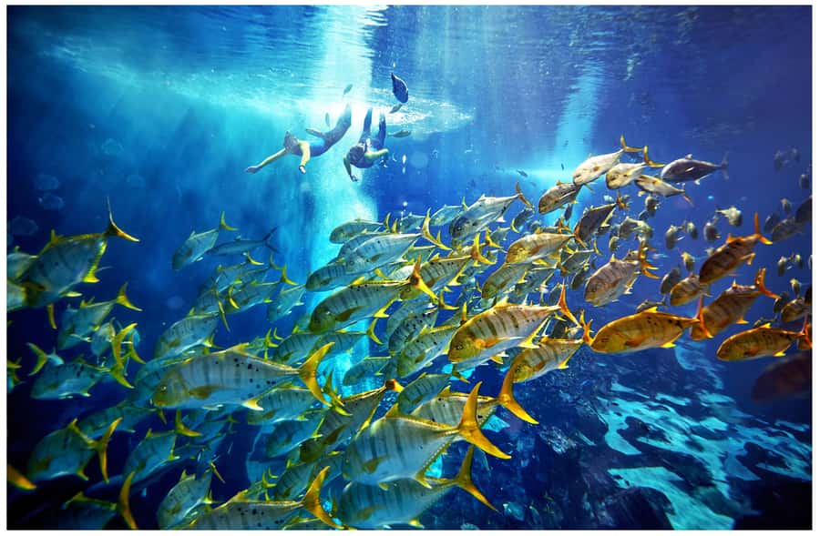 Dubai: The Lost Chambers Aquarium Snorkeling Experience - The briefing: how instructors help first-timers