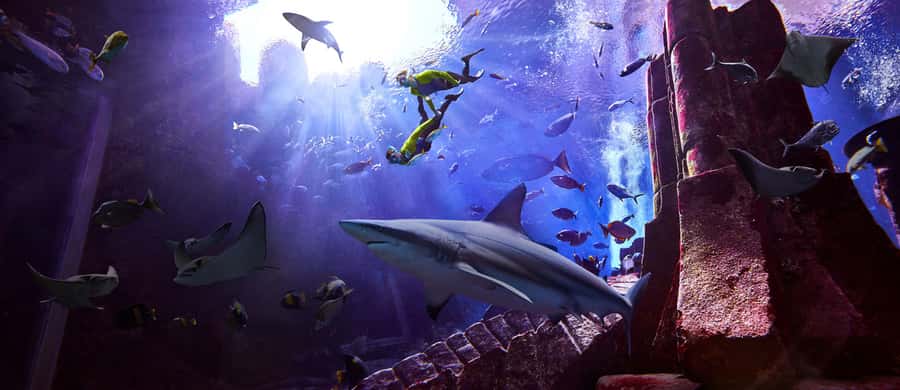 Dubai: The Lost Chambers Aquarium Snorkeling Experience - Gear and safety setup: what’s included and why it matters
