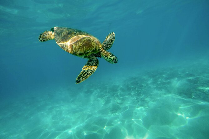E-Scooter Snorkel With Photo and Video At Turtle Town - Turtle Town snorkel time: 1 hour guided in a small group