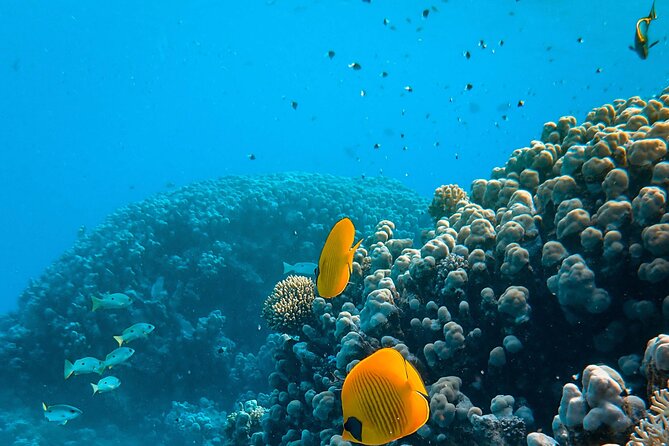 E-Scooter Snorkel With Photo and Video At Turtle Town - What you might see: turtles, urchins, starfish, octopus, and more