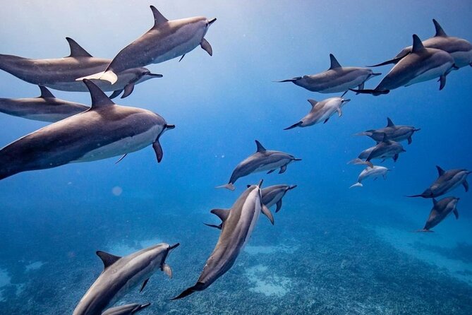 Eco-Raft Tour: Maui-Lanai Snorkel / Dolphin Watch (Semi-Private) - Key highlights at a glance