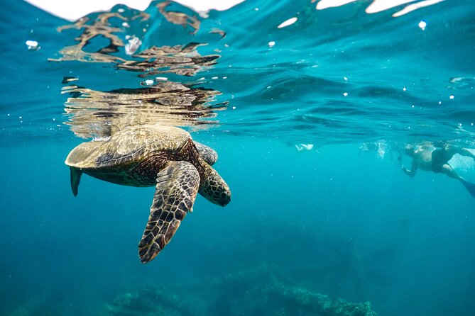 Eco-Raft Tour: Maui-Lanai Snorkel / Dolphin Watch (Semi-Private) - Snorkeling on Lanai: instruction, gear, and what you’re likely to see