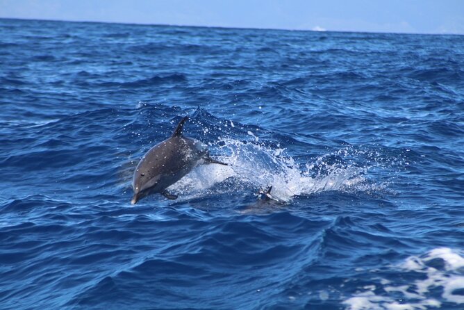 Eco-Raft Tour: Maui-Lanai Snorkel / Dolphin Watch (Semi-Private) - The wildlife bonus: turtles, coral, and occasional whales