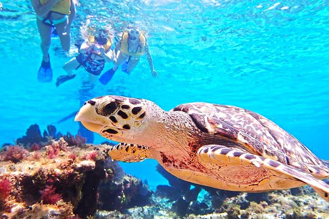 El Cielo Cozumel Snorkeling Tour - All-Inclusive - Crew energy: names you might see and what they do well