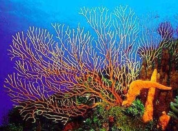 El Cielo Cozumel Snorkeling tour by Private Boat - Key things to know before you book