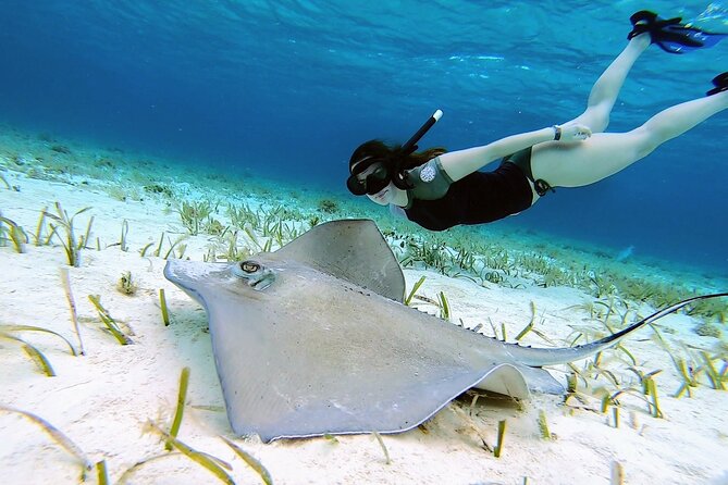 El Cielo Cozumel Snorkeling tour by Private Boat - Getting to Marina Cozumel: the easy part for cruise day