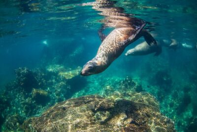 Espiritu Santo Island Snorkel & Sea Lion Adventure - Marina Asipona Meet-Up: The Fees and the Cash-Only Reality