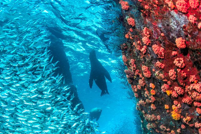 Espiritu Santo Island Snorkel & Sea Lion Adventure - Guides and Equipment: Why the Crew Makes the Difference