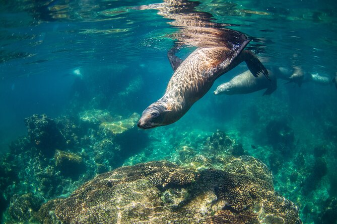 Espiritu Santo Island Snorkel & Sea Lion Adventure - Marina Asipona Meet-Up: The Fees and the Cash-Only Reality