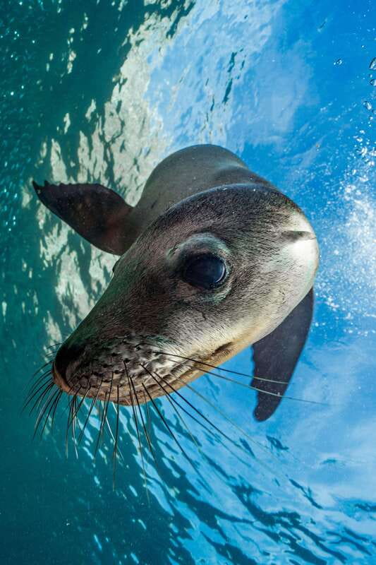 Espiritu Santo Island: Snorkeling Sea Lion Adventure - Safety and comfort: who this works for (and who should skip)